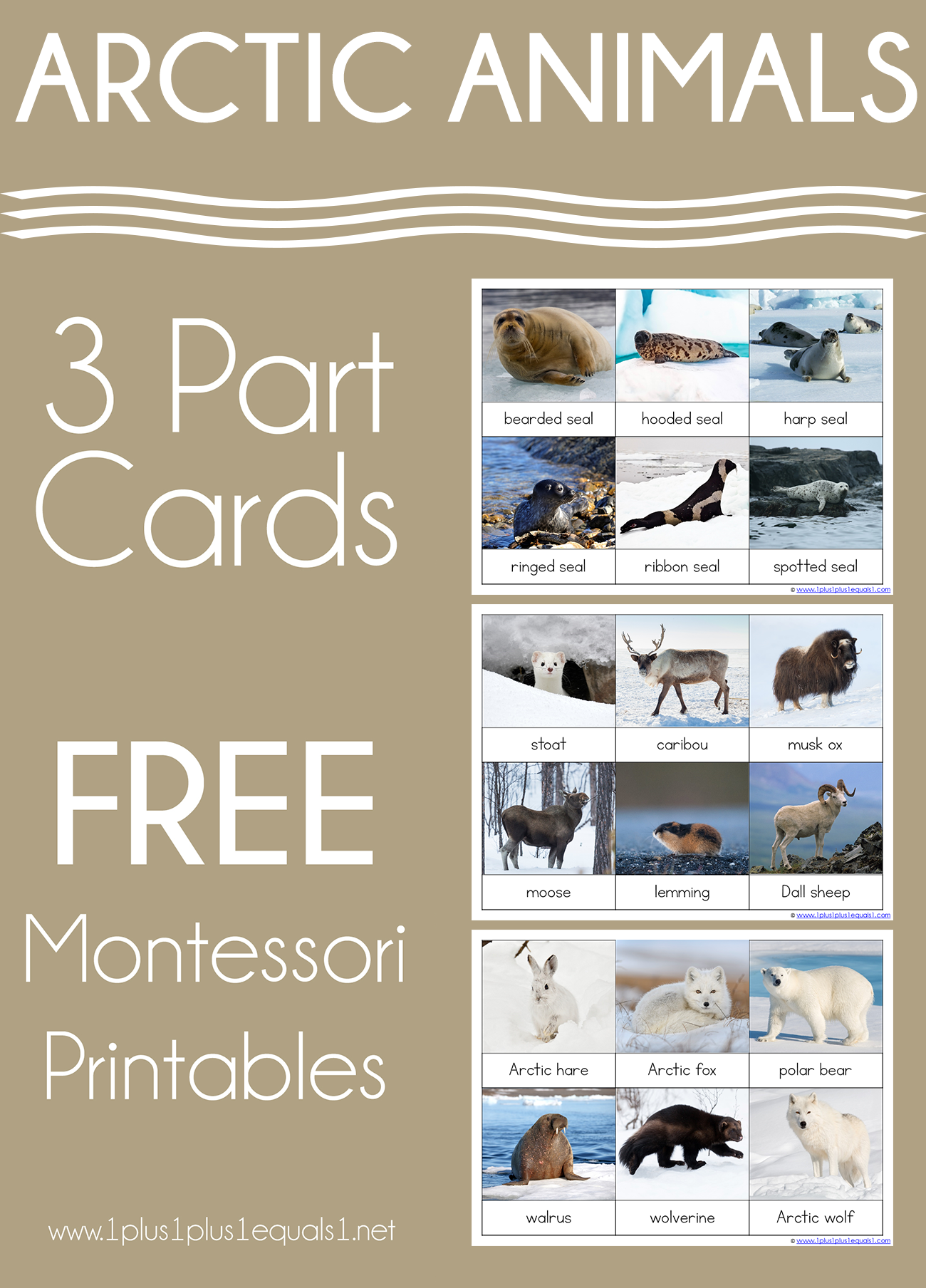 montessori nomenclature ~ arctic animals 3 part cards - 1+1+1=1